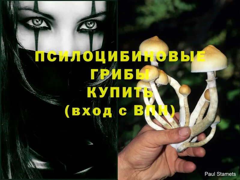 omg вход  Исилькуль  Галлюциногенные грибы Psilocybine cubensis 